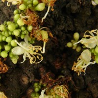 Cynometra cauliflora L.